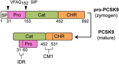 Pathogenic gain-of-function mutations in the prodomain and C-terminal domain of PCSK9 inhibit LDL binding